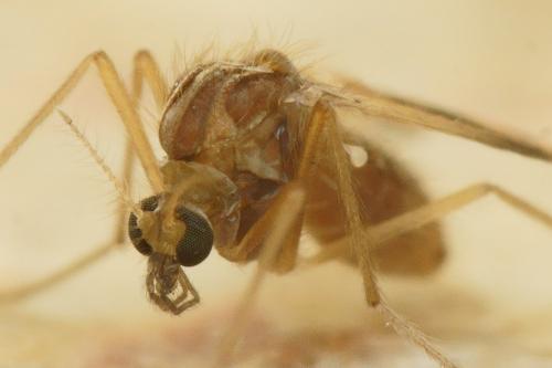 Zavrelimyia barbatipes